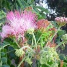 10 PCS Seeds Rare Outdoor Sybian Rain Silk Tree 10 PCS Seeds Rare Outdoor Sybian Rain Silk Tree