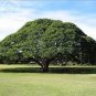 10 PCS Seeds Rare Outdoor Sybian Rain Silk Tree