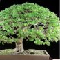 10 PCS Seeds Rare Outdoor Sybian Rain Silk Tree
