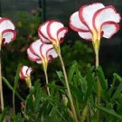 100 PCS Seeds Rare Oxalis Versicolor Candy Cane Sorrel 100 PCS Seeds Rare Oxalis Versicolor Candy Cane Sorrel