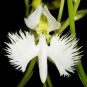 100 PCS Seeds Rare Oxalis Versicolor Candy Cane Sorrel