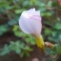 100 PCS Seeds Rare Oxalis Versicolor Candy Cane Sorrel