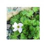 100 PCS Seeds Rare Oxalis Versicolor Candy Cane Sorrel