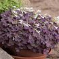 100 PCS Seeds Rare Oxalis Versicolor Candy Cane Sorrel Seeds Red Leaves Pink Flowers