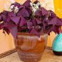 100 PCS Seeds Rare Oxalis Versicolor Candy Cane Sorrel Seeds Red Leaves Pink Flowers