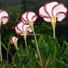 1000 PCS Seeds Rare Oxalis Versicolor Flower 1000 PCS Seeds Rare Oxalis Versicolor Flower