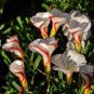 100 PCS Seeds Rare Oxalis Versicolor Plant