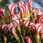 100 PCS Seeds Rare Oxalis Versicolor Plant