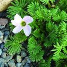 100 PCS Seeds Rare Oxalis Versicolor Plants World's Rare for Little Garden Home 100 PCS Seeds Rare Oxalis Versicolor Plants World's Rare for Little Garden Home