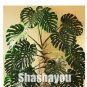100 PCS Seeds Rare Palm Turtle Leaves Monstera Potted Plant Plants