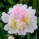 10 PCS Seeds Rare Peony Plants Top Brass Peony