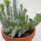 10 PCS Seeds Rare Perennial Bonsai Austrocylindropuntia Succulent Plant