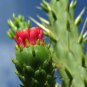10 PCS Seeds Rare Perennial Bonsai Austrocylindropuntia Succulent Plant