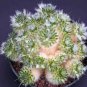 10 PCS Seeds Rare Perennial Bonsai Austrocylindropuntia Succulent Plant