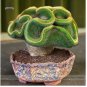 10 PCS Seeds Rare Perennial Bonsai Austrocylindropuntia Succulent Plant
