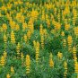 15 PCS Seeds Rare Perennial Yellow Lupine Flower