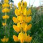 15 PCS Seeds Rare Perennial Yellow Lupine Flower