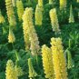 15 PCS Seeds Rare Perennial Yellow Lupine Flower