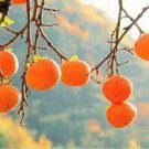 20 PCS Seeds Rare Persimmon Seed Organic Non-GMO Juicy Succulent fruit trees