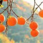 20 PCS Seeds Rare Persimmon Seed Organic Non-GMO Juicy Succulent fruit trees