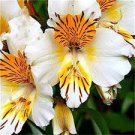 100 PCS Seeds Rare Peruvian Lily Alstroemeria