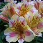 100 PCS Seeds Rare Peruvian Lily Alstroemeria