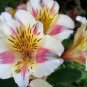 100 PCS Seeds Rare Peruvian Lily Alstroemeria