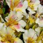 100 PCS Seeds Rare Peruvian Lily Alstroemeria