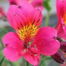100 PCS Seeds Rare Peruvian Lily Alstroemeria Bonsai Plants Mix-Color