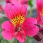 100 PCS Seeds Rare Peruvian Lily Alstroemeria Bonsai Plants Mix-Color