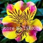100 PCS Seeds Rare Peruvian Lily Alstroemeria Bonsai Plants Mix-Color