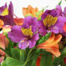 100 PCS Seeds Rare Peruvian Lily Alstroemeria Flower Mixed 9 Colors