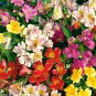 100 PCS Seeds Rare Peruvian Lily Alstroemeria Flower Mixed 9 Colors