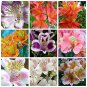 100 PCS Seeds Rare Peruvian Lily Alstroemeria Flower Mixed 9 Colors