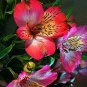 100 PCS Seeds Rare Peruvian Lily Alstroemeria Red Flowers with Little Yellow Black Spots