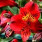 100 PCS Seeds Rare Peruvian Lily Alstroemeria Red Flowers with Little Yellow Black Spots