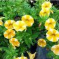 100 PCS Seeds Rare Phantom Petunia Flower