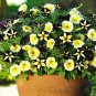 100 PCS Seeds Rare Phantom Petunia Flower