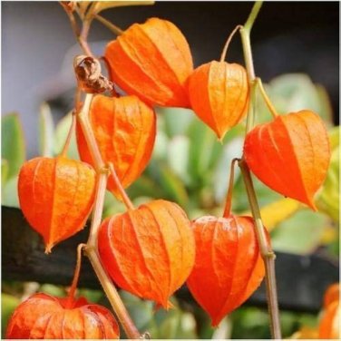 120 PCS Seeds Rare Physalis alkekengi Red Chinese Lantern Bladder Cherry Middle Fruit