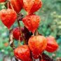 120 PCS Seeds Rare Physalis alkekengi Red Chinese Lantern Bladder Cherry Middle Fruit