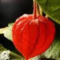 120 PCS Seeds Rare Physalis alkekengi Red Chinese Lantern Bladder Cherry Middle Fruit