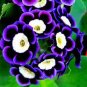 100 PCS Seeds Rare Picasso Petunia Flower Seeds, Professional Pack