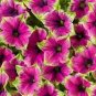 100 PCS Seeds Rare Picasso Petunia Flower Seeds, Professional Pack