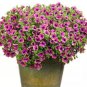 100 PCS Seeds Rare Picasso Petunia Flower Seeds, Professional Pack