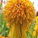 100 PCS Seeds Rare Pineapple Sundae Echinacea Coneflowers 100 PCS Seeds Rare Pineapple Sundae Echinacea Coneflowers