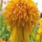 100 PCS Seeds Rare Pineapple Sundae Echinacea Coneflowers