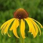 100 PCS Seeds Rare Pineapple Sundae Echinacea Coneflowers