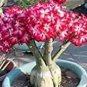 5 PCS Seeds Rare Pink Adenium Obesum Seeds Desert Rose Bonsai Tree Flower Plants