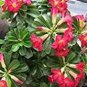 5 PCS Seeds Rare Pink Adenium Obesum Seeds Desert Rose Bonsai Tree Flower Plants