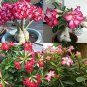 5 PCS Seeds Rare Pink Adenium Obesum Seeds Desert Rose Bonsai Tree Flower Plants